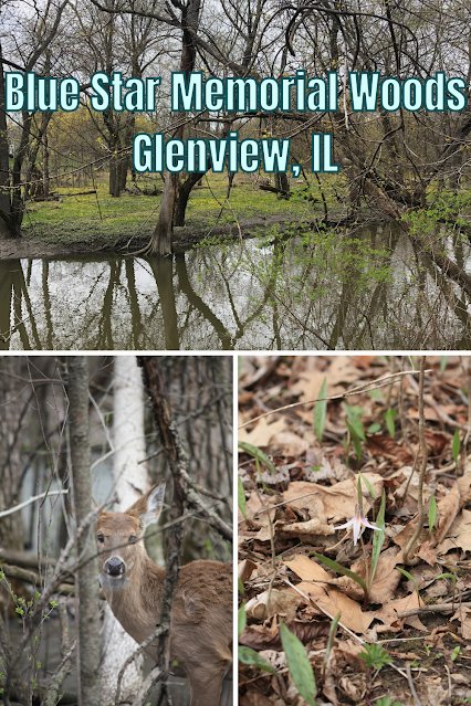 Hiking Through the Woodlands of Blue Star Memorial Woods in Glenview, IL