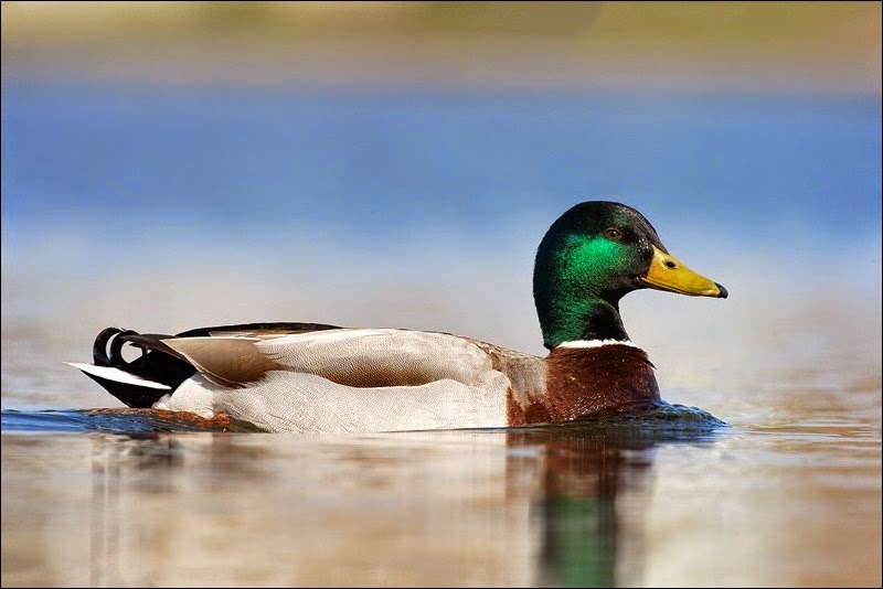 Mallard