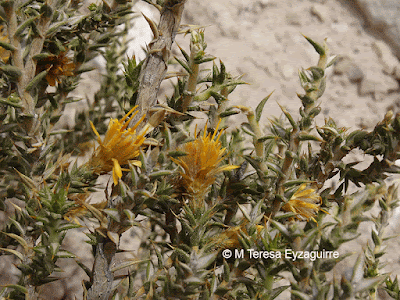 flora de la puna