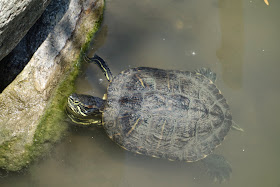 Парк Аистов-черепахи