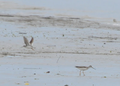 Terek Sandpiper (Xenus cinereus)