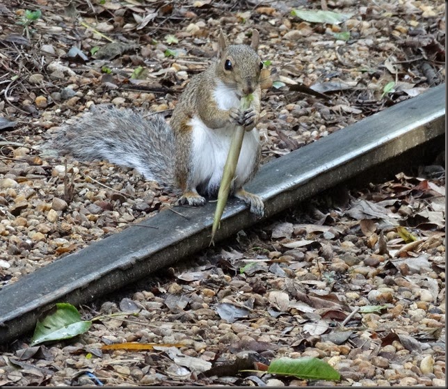 DSC00824a
