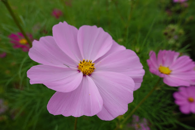 鳥取県西伯郡南部町鶴田　とっとり花回廊　秘密の花園