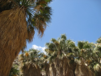 Anza Borrego