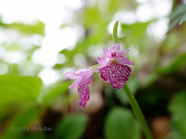 Galeorchis cyclochila