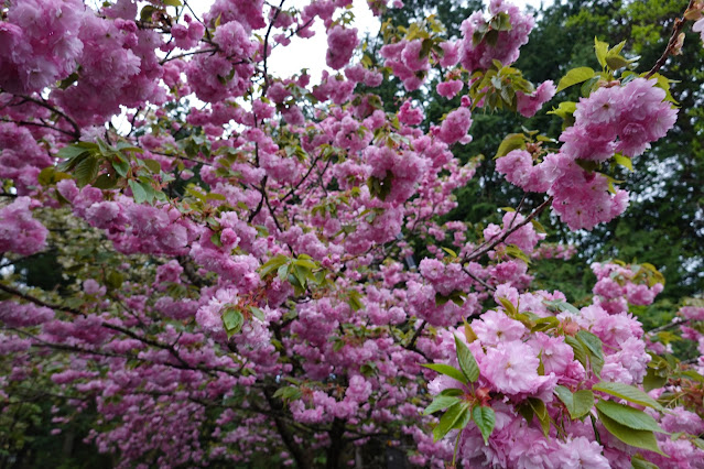 鳥取県西伯郡伯耆町小林 マウンテンストリームきしもと ヤエザクラ（八重桜）