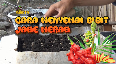 Cara Menyemai Bibit Jahe Merah