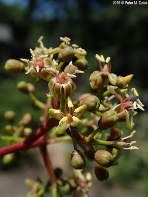 Девичий виноград прикреплённый / Девичий виноград садовый (Parthenocissus inserta)