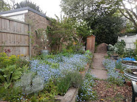 Diary of a permaculture (ish) garden, April 2019. From UK garden blogger secondhandsusie.blogspot.com #gardenblogger #ukpermaculture #suburbanpermaculture #wormcomposting #appleblossom #frontgardenraisedbed #frontgardenallotment