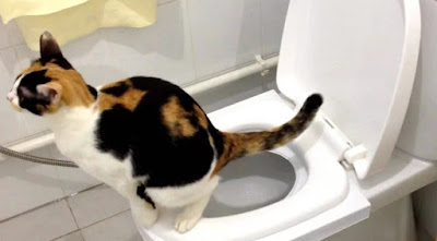 7 Efek Negatif Kucing BAB di Toilet