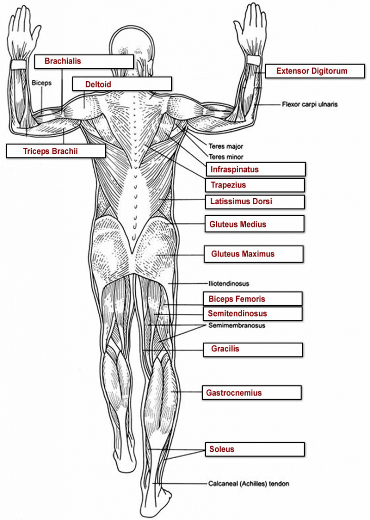 Muscle Anatomy Quiz - Health Images Reference