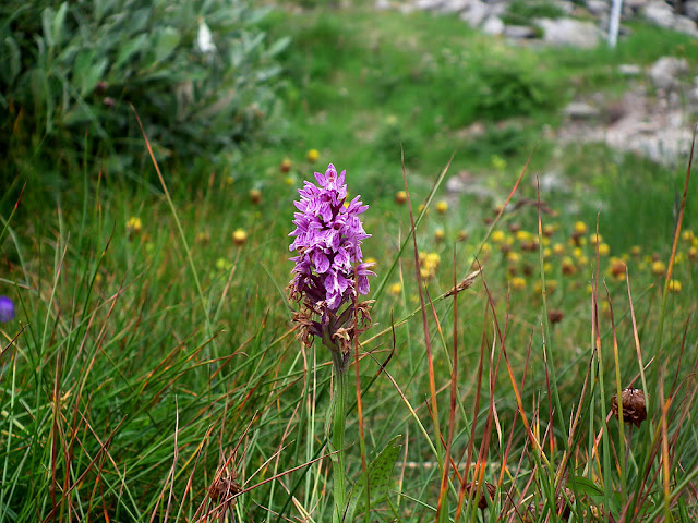 Heath Spotted Orchid Dactylorhiza maculata, France. Photo by Loire Valley Time Travel.