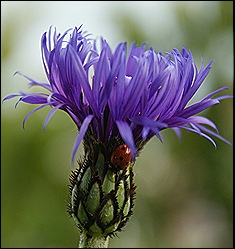 bloem 1