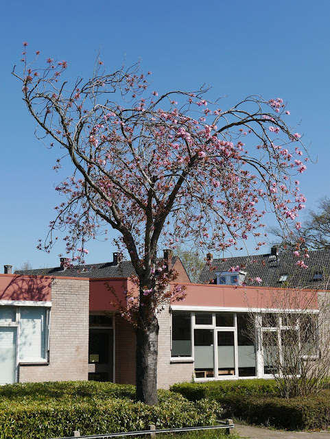 Bloeiende boom, Zevenaar, april 2020