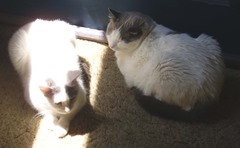 Baby Truman sun