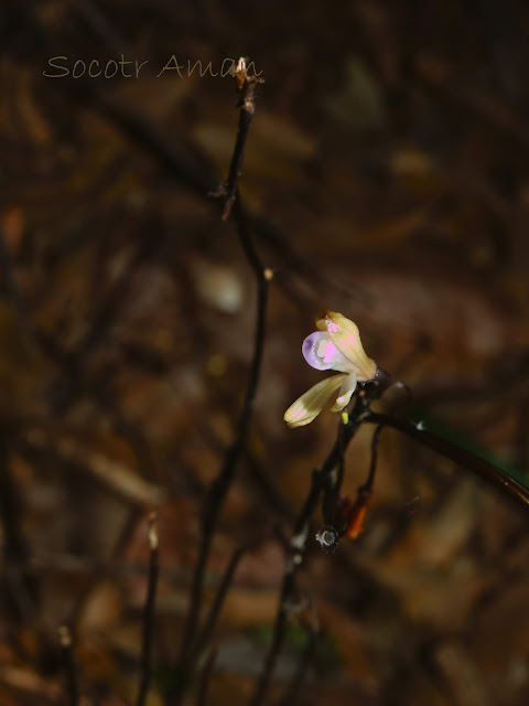 Lecanorchis nigricans