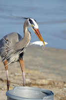 Great blue heron helping itself directly from fish pail - Rockport beach, TX, by Jodi Arsenault