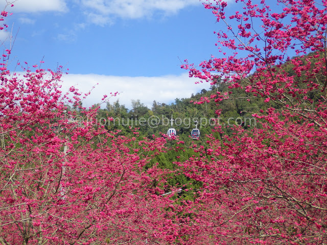 Formosan Aboriginal Culture Village cherry blossom