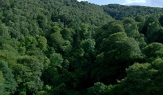 fungsi hutan lindung