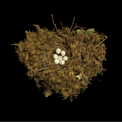 Birds Nests Photography by Sharon Beals Seen On www.coolpicturegallery.us