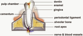 cross section of tooth