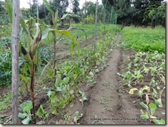 Cretino espalha herbicida em cultivo 2011