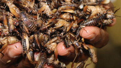 Eating insects is common in many places of the world and insects will be the future food for human beings.