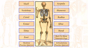 skeleton tutorial