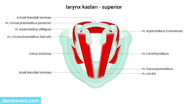 m. cricoarytaenoideus posterior m. arytenoideus obliquus m. cricoarytaenoideus lateralis m. arytenoideus transversus m. cricothyroideus m. thyroarytenoideus