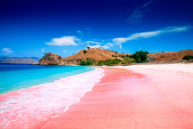 pantai pink pulau komodo