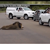 Lion Shows Tourists Why You Must Stay Inside Your Car - Latest