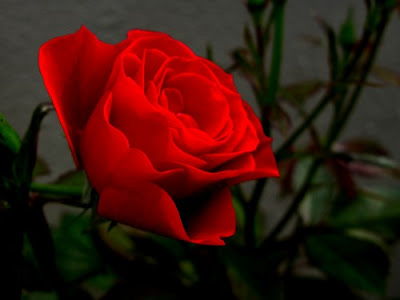 Imagenes De Bellas Rosas Rojas}