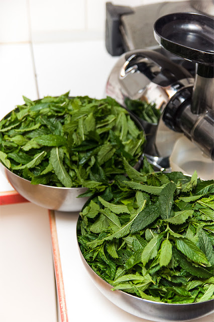 Mint extract before juicing mentha spicata