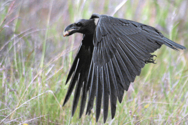 crow-flying-list-trend