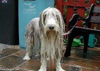 wet dog