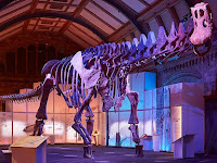 Gigantic dinosaur skeleton on show in London.