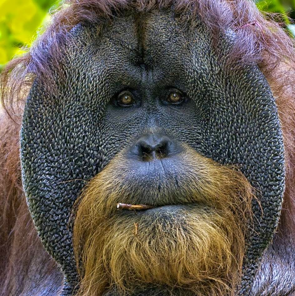 Why Do Some Male Orangutans Have a Flange While Others Do 