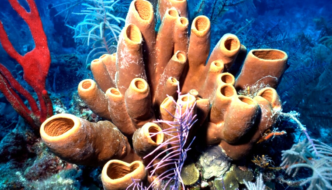 Klasifikasi Filum Porifera  dan Contohnya LAPORAN 
