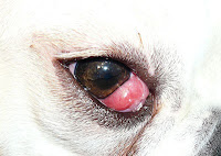 Dog Eye Ailments