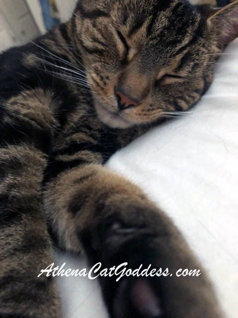 tabby cat sleeping 