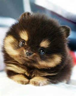 cute puppies pomeranian