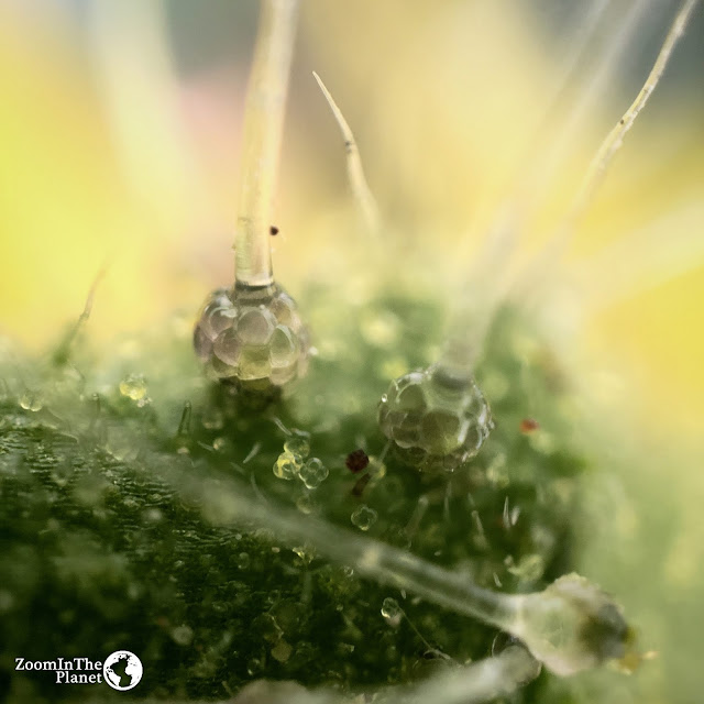 TOMATO STEM