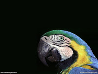Birds HD desktop Wallpapers