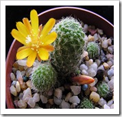 Rebutiafabrisiiaureiflora