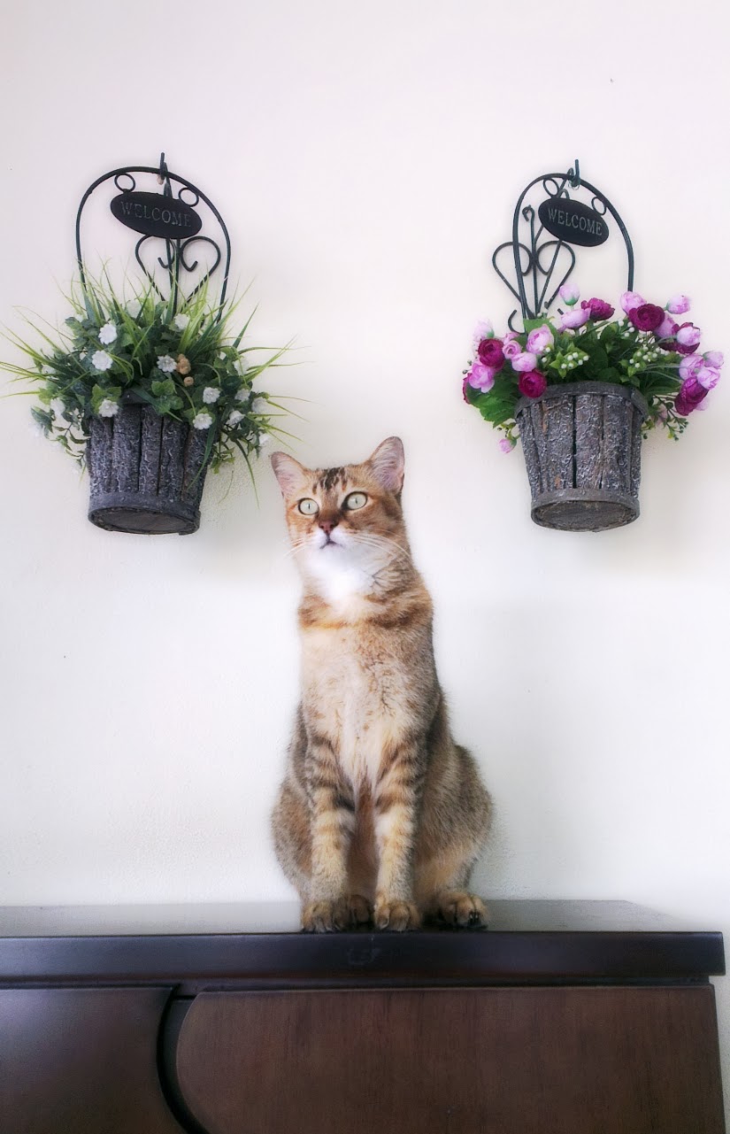 Mengenali Tanda Dan Punca Cirit Birit Kucing Alam Kucing