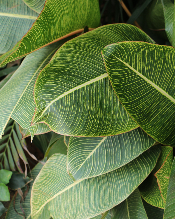 Don't Kill Your Plants This Winter. Here's How To Save Them