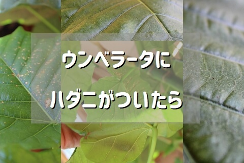 ウンベラータに虫がついた時の原因と対処法 ウンベラータブログ