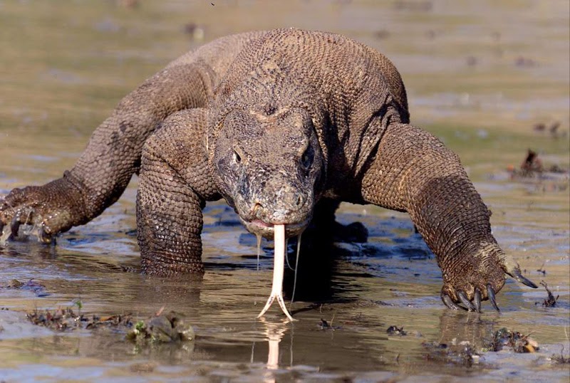 Taman Nasional Komodo ~ WARTA POPULER