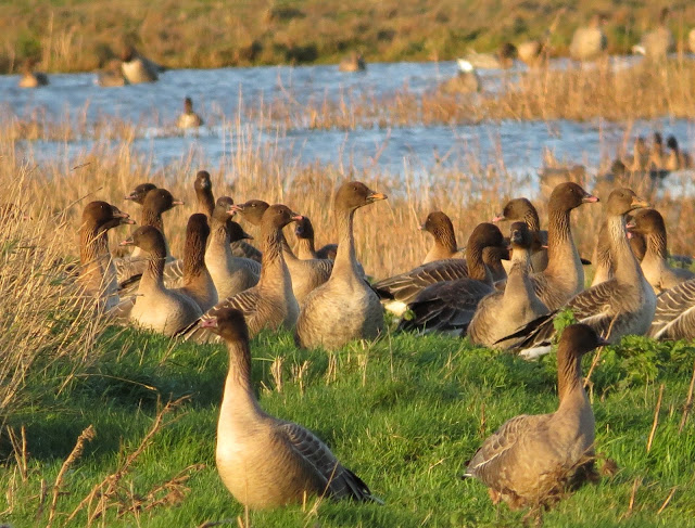 Bean Goose