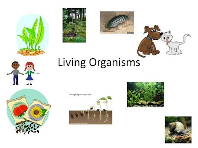 The Living Organisms and their surroundings ( By Dharmendra Sir )